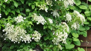 Posadź zamiast bluszczu. Zakryje co trzeba i wytworzy baldachy kwiatów