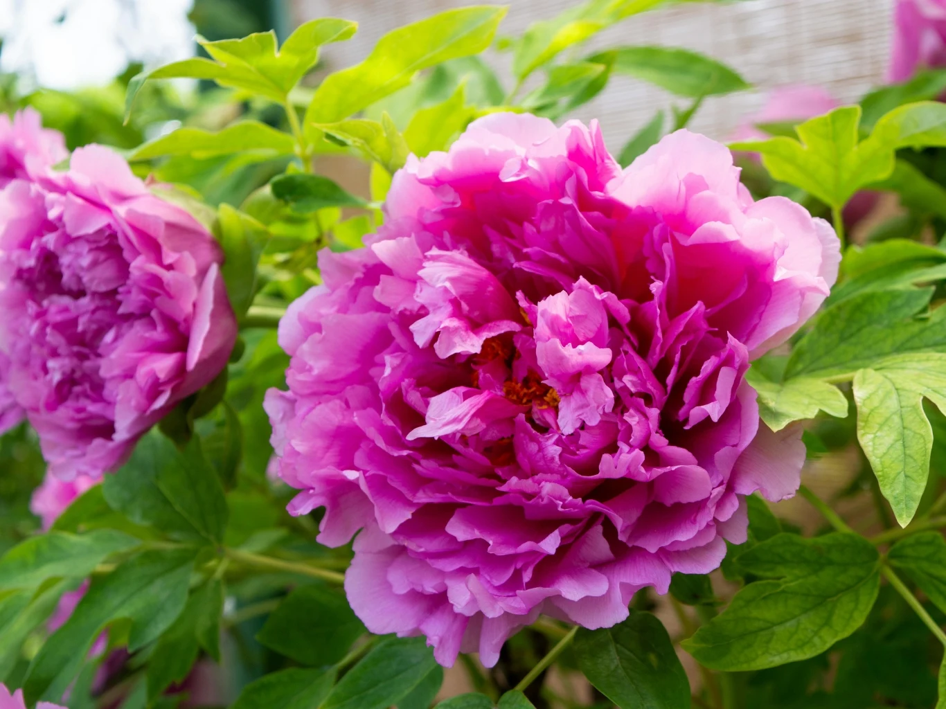 Podczas wiosennego nawożenia, piwonia powinna otrzymywać więcej potasu i fosforu niż azotu. Duży, różowy kwiat piwonii z licznymi płatkami otoczony zielonymi liśćmi. Tematycznie o wiosennym nawożeniu piwonii.