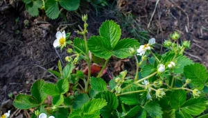 Góra słodziutkich truskawek bez oprysków. Posadź jak najbliżej
