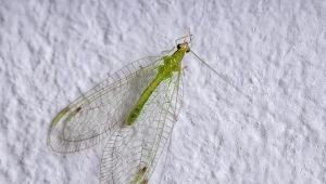 Wygląda niepozornie, ale zjada setki szkodników. Prawdziwy pogromca mszyc