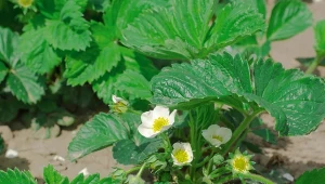 Góra słodziutkich truskawek bez oprysków. Posadź jak najbliżej