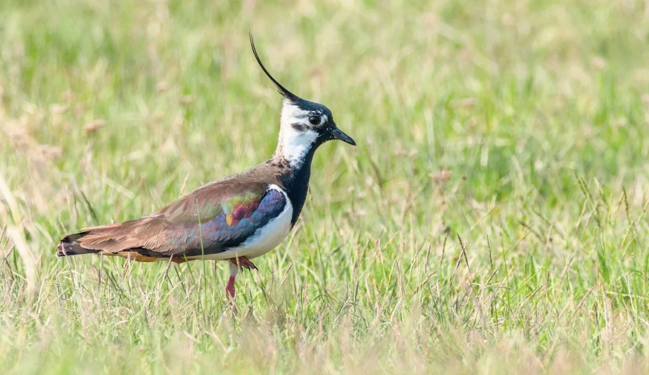 Populacja czajek kurczy się z każdym rokiem Czajka pospolita z czubkiem na głowie i metalicznym upierzeniem stoi na trawie na łące.