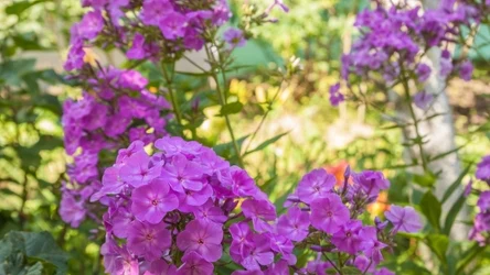 Te kwiaty to ponadczasowa ozdoba każdej rabaty. Posadź je w kwietniu. 