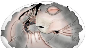 Przodkowie ssaków składali jaja. Odkrycie sprzed 250 mln lat to potwierdza