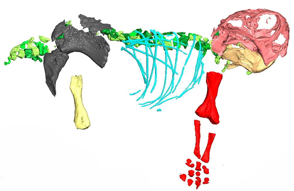 Kolorowa wizualizacja anatomiczna z fragmentami szkieletu ukazującymi czaszkę, żebra, kręgi oraz kończyny różnych kształtów i barw na białym tle; głowa w kolorach różowym i beżowym, żebra niebieskie, fragmenty kości czarne, zielone i czerwone rozmieszc...