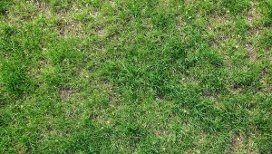 Na czym polega top-dressing trawnika?