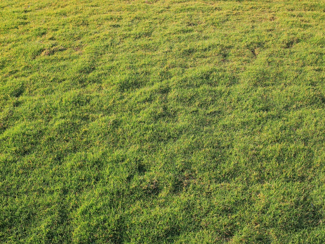 zielony, lekko pofałdowany trawnik z gęstą i dobrze utrzymaną trawą