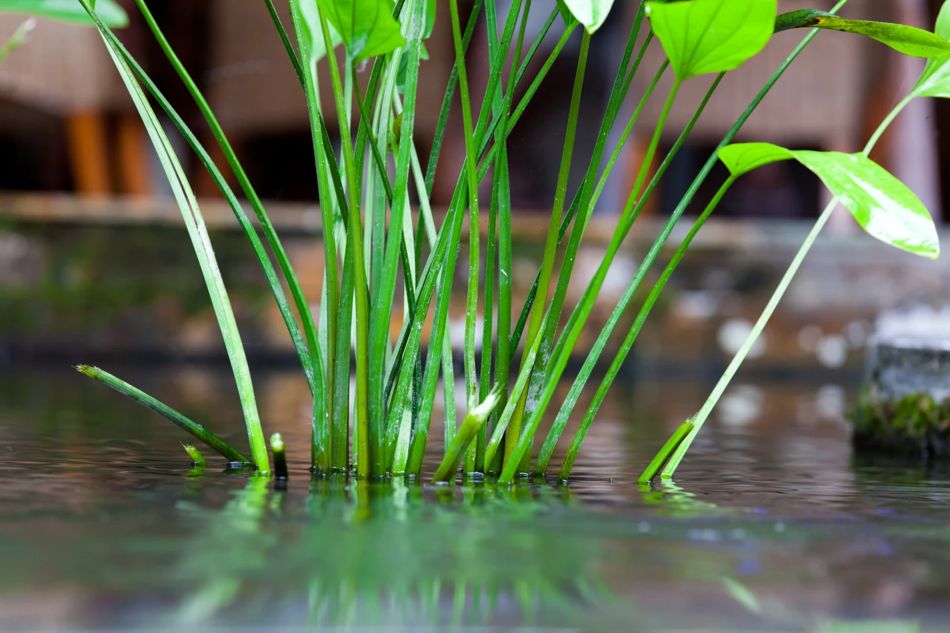 Pielęgnacja roślin wodnych to gwarancja czystej wody w przydomowym stawku. Zielone liście i długie łodygi rośliny wodnej wyrastające z płytkiej, spokojnej wody, odbijające się lekko na jej powierzchni.