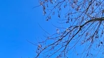 Biały metalowy kontener z widocznymi śladami spalenizny oraz zwęglonymi resztkami drewnianych belek leżącymi przed wejściem, uszkodzony dach i wypalone fragmenty ścian sugerują poważne zniszczenia spowodowane ogniem; w tle pojedyncze drzewa i niebieski...