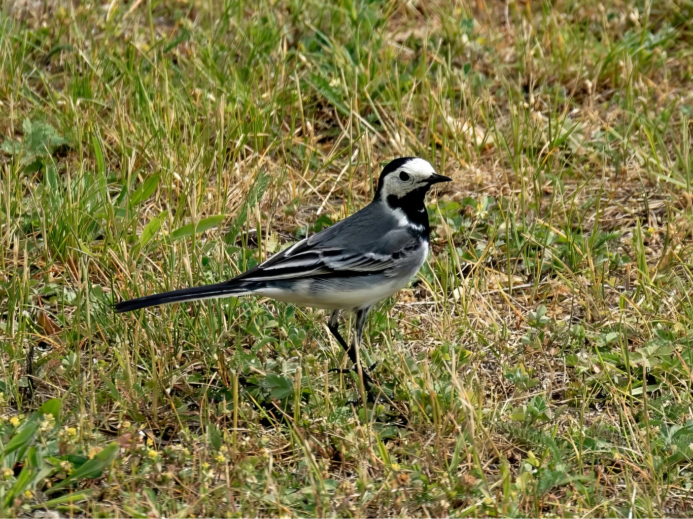 Pliszka siwa uwielbia żerować na powierzchni trawnika. Pliszka siwa żerująca na trawniku w poszukiwaniu szkodników ogrodowych.