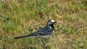 Macha ogonkiem wcinając szkodniki. Pliszka to istny skarb w ogrodzie