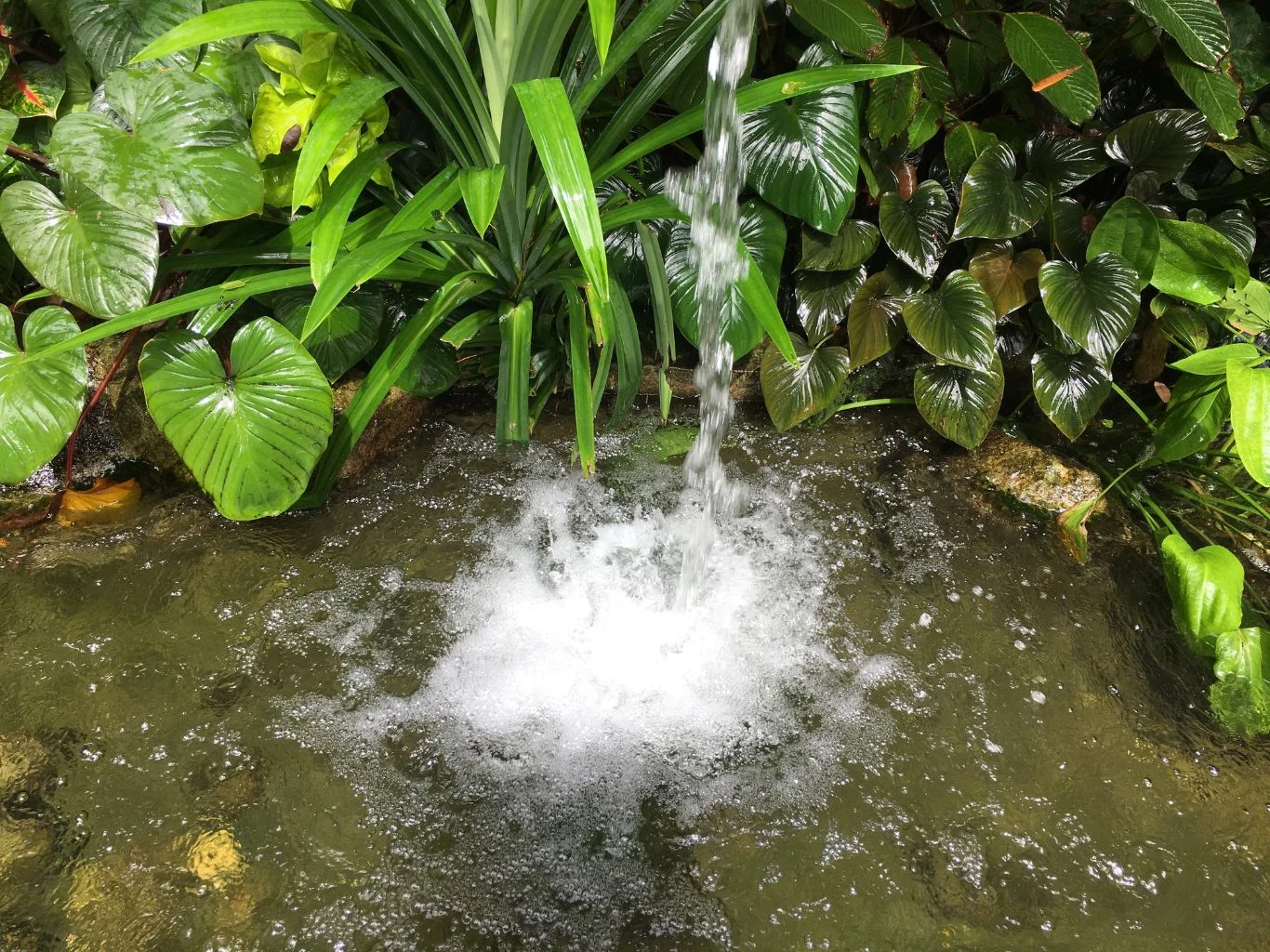 Oczko wodne po wiosennych porządkach będzie wielką ozdobą ogrodu. Strumień wody wpadający do oczka wodnego otoczonego bujną zielenią roślin, z pianą na powierzchni.