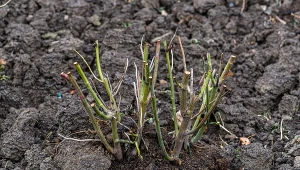 Posadzona w ten sposób róża ma bardzo duże szanse na przyjęcie się w nowym miejscu