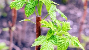 Dużo malin bez robaków. Zrób mieszankę, zanim krzewy zakwitną