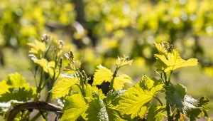 W jaki sposób i kiedy przycinać winorośl, by lepiej owocowała?