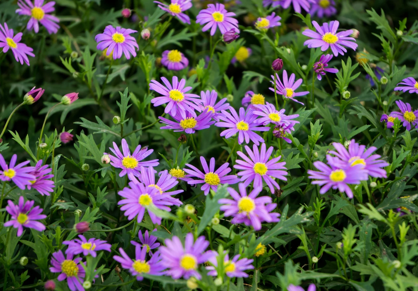 W Australii czubatka nazywana jest Swan River daisy, czyli stokrotka znad rzeki Swan. Czubatka ubiorkolistna – fioletowe kwiaty z żółtymi środkami na tle zielonych liści