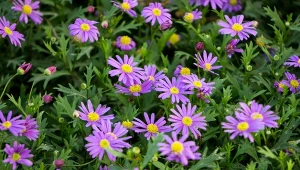 To nie stokrotka, ani aster. Kolorowe wodospady trzyma do przymrozków