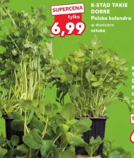 Kolendra w doniczce K-Stąd Takie Dobre