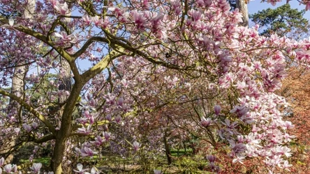 Magnolia będzie długo i bujnie kwitnąć. Zastosuj ten domowy nawóz.