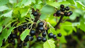 Czarna porzeczka w ogrodzie i kuchni. Poznaj jej sekrety i właściwości