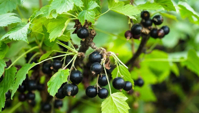 Dlaczego porzeczka czarna jest tak cenna? Sprawdź wartości, uprawę i zastosowanie