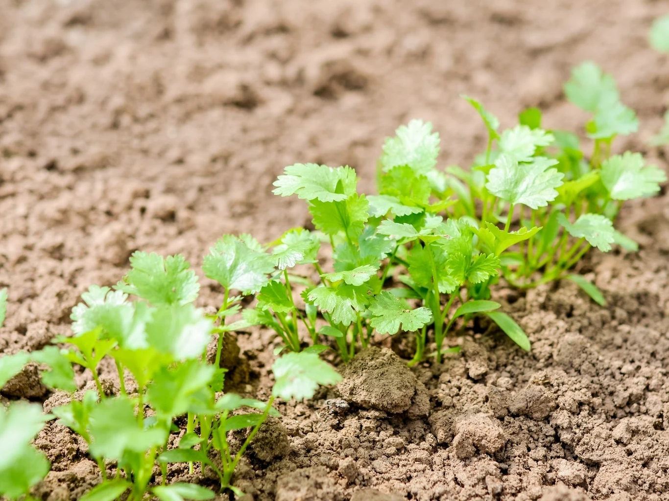 Aromatyczną kolendrę możesz wyhodować we własnym ogrodzie Młode sadzonki kolendry rosnące w wilgotnej, brązowej ziemi ogrodowej w równych rzędach.