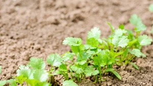 Aromatyczną kolendrę możesz wyhodować we własnym ogrodzie