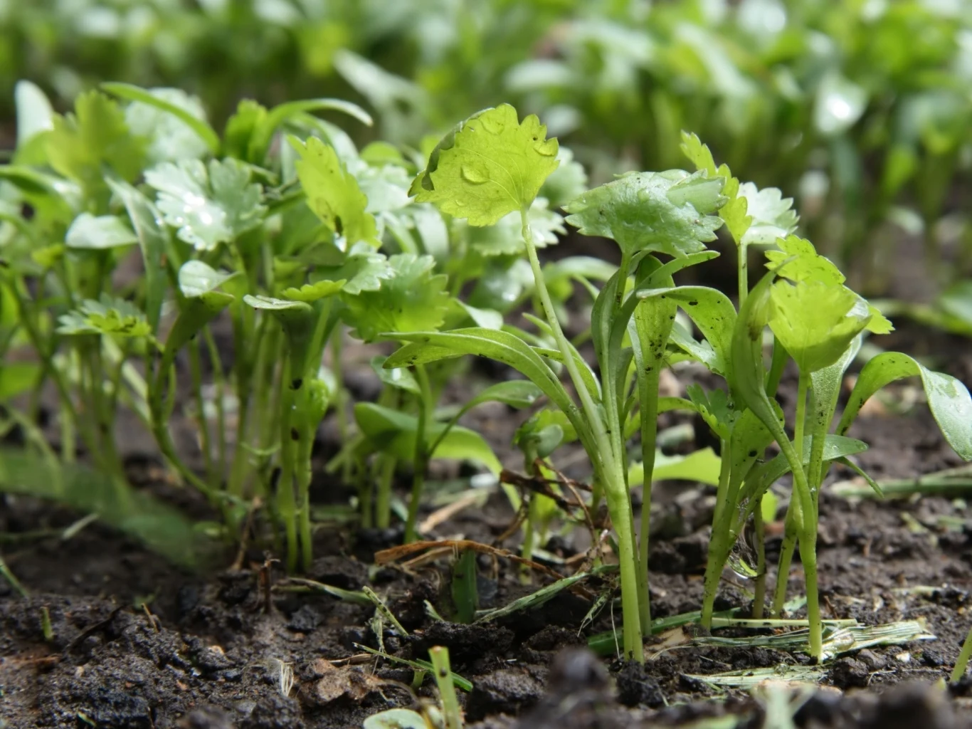 Kolendra do obfitego wzrostu potrzebuje wilgotnej gleby i słońca Młode, zielone siewki kolendry wyrastające z wilgotnej ziemi.