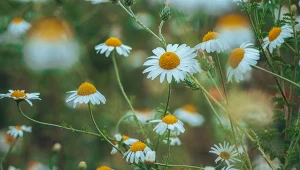 Rumianek pospolity to ziołowy skarb w ogrodzie. W czym może pomóc?