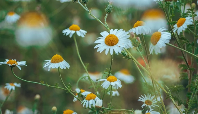 Rumianek pospolity działa łagodnie uspokajająco i nasennie.