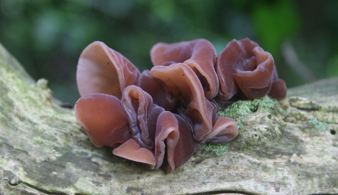 Uszak bzowy jest grzybem saprotroficznym, żywi się martwą materią organiczną Brązowe grzyby uszak bzowy o uszowatym kształcie rosnące na suchej, pokrytej mchem gałęzi drzewa.