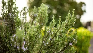 Posadź w ogrodzie i zapomnij o wężach. Skutecznie odstraszy żmiję 