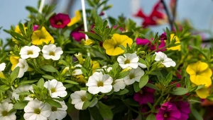 Milion dzwonków na balkonie. Efektowna alternatywa dla pelargonii