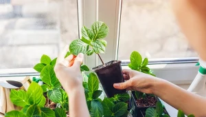 Domowy ukorzeniacz z wierzby sprawdza się najlepiej przy sadzonkach zielnych i półzdrewniałych.