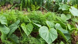 Na ogórki działa lepiej niż drożdże. Nie tkną ich choróbska