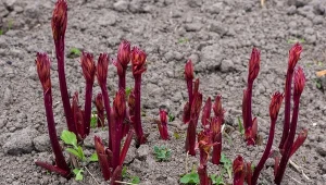 Jeden błąd przekreśli kwitnienie. Pamiętaj przy nawożeniu piwonii