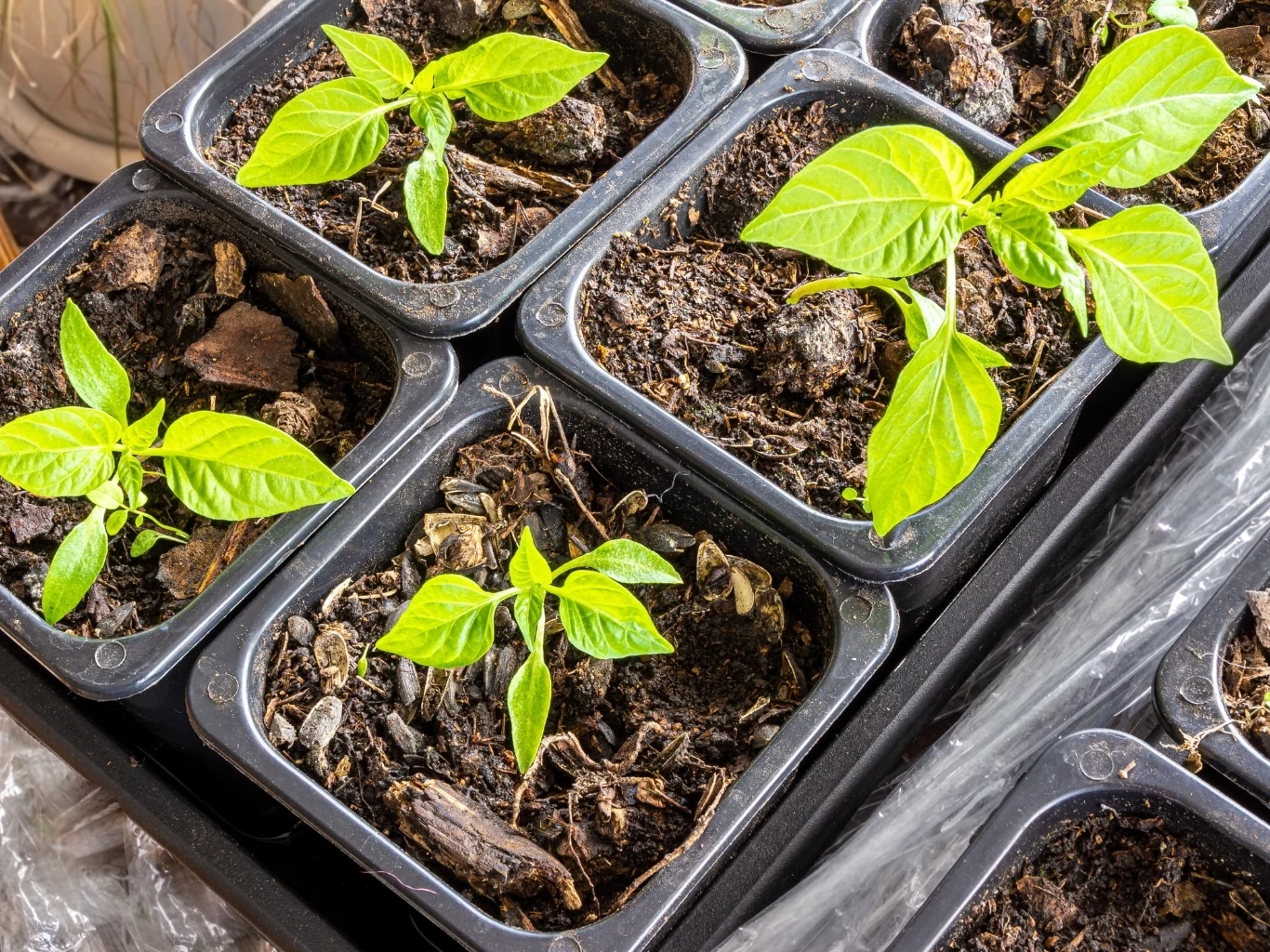 Zapewnij swojej rozsadzie wystarczającą ilość światła, by rozwijała się prawidłowo Młode sadzonki z jasnozielonymi liśćmi rosnące w czarnych doniczkach wypełnionych żyzną, wilgotną ziemią.