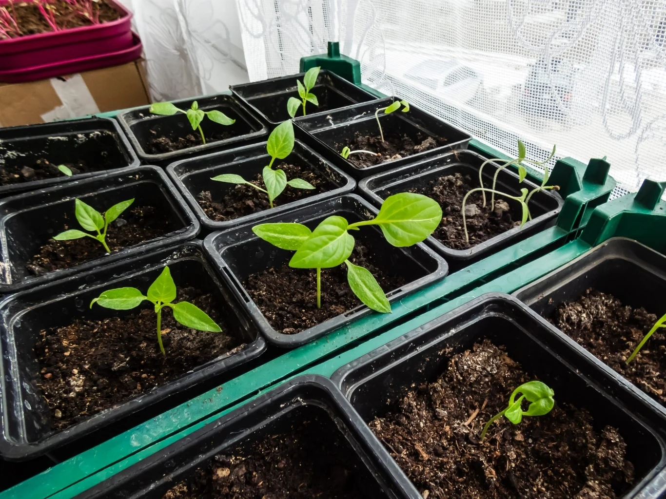 Zadbaj o swojej sadzonki, gdy rosną jeszcze na parapecie Zielone sadzonki pomidorów i papryki w czarnych doniczkach na tacy przy oknie, większość ma kilka liści