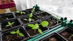 Siewki papryki "wybiegają" w górę? Zmień jedno, a będą silne jak dąb