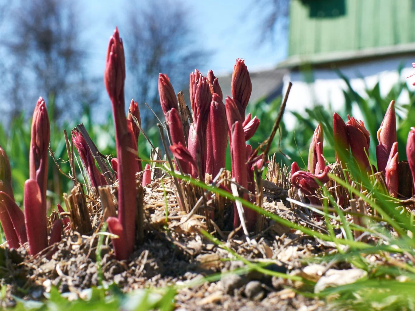 Piwonia źle reaguje na dużą dawkę azotu wiosną. Jakich nawozów używać? Czerwone pędy piwonii wyrastające z ziemi na tle zieleni i budynku z zielonym dachem