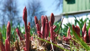 Jeden błąd przekreśli kwitnienie. Pamiętaj przy nawożeniu piwonii