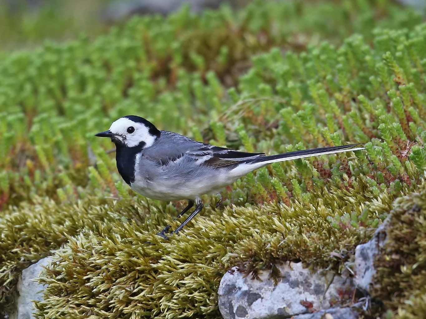 Im bardziej naturalny jest ogród, tym staje się atrakcyjniejszy dla pliszki. Pliszka siwa stoi na podłożu porośniętym zielonym mchem, otoczona kamieniami i bujną roślinnością.