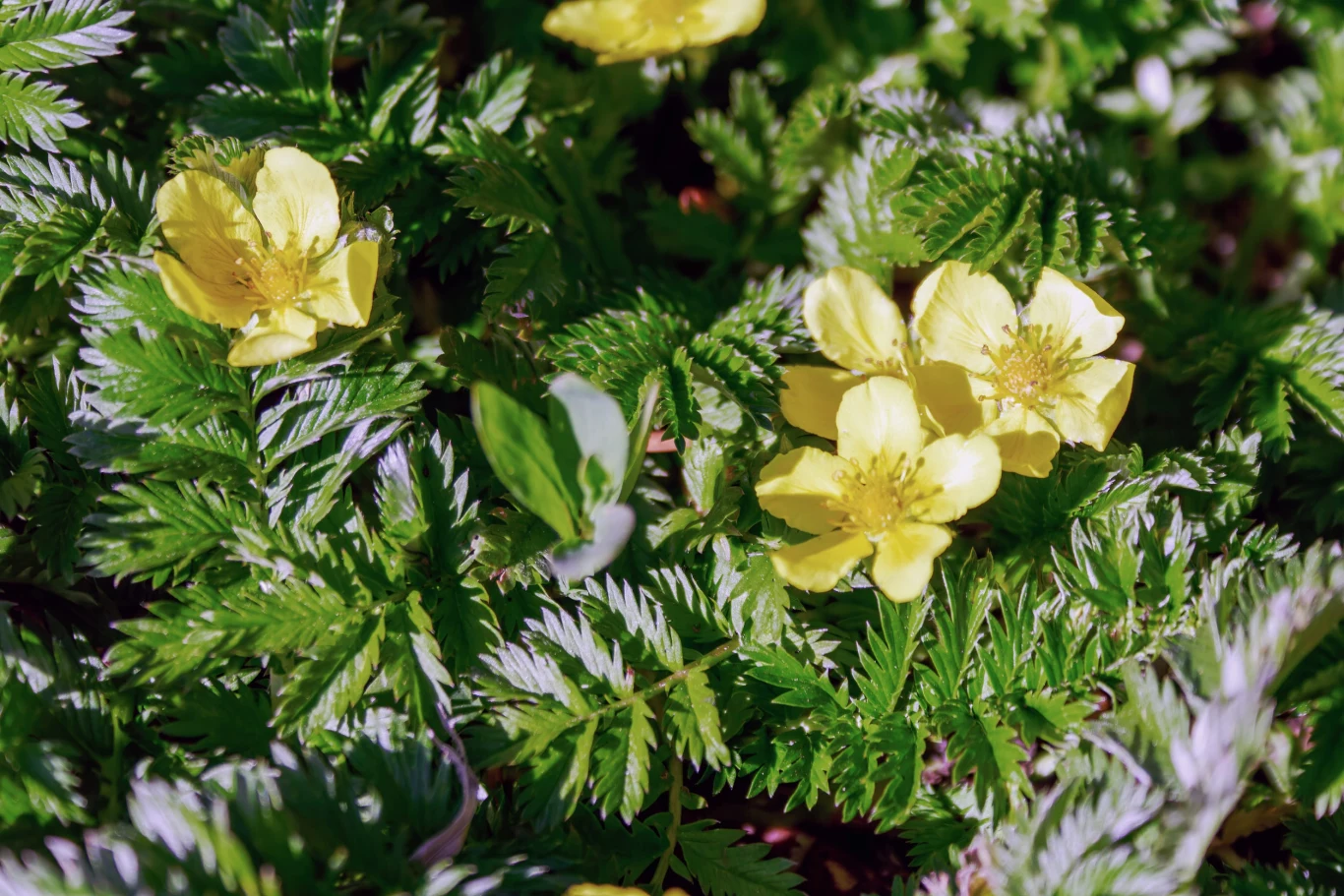 Żółte kwiaty o pięciu płatkach otoczone jasnozielonymi, pierzastymi liśćmi.