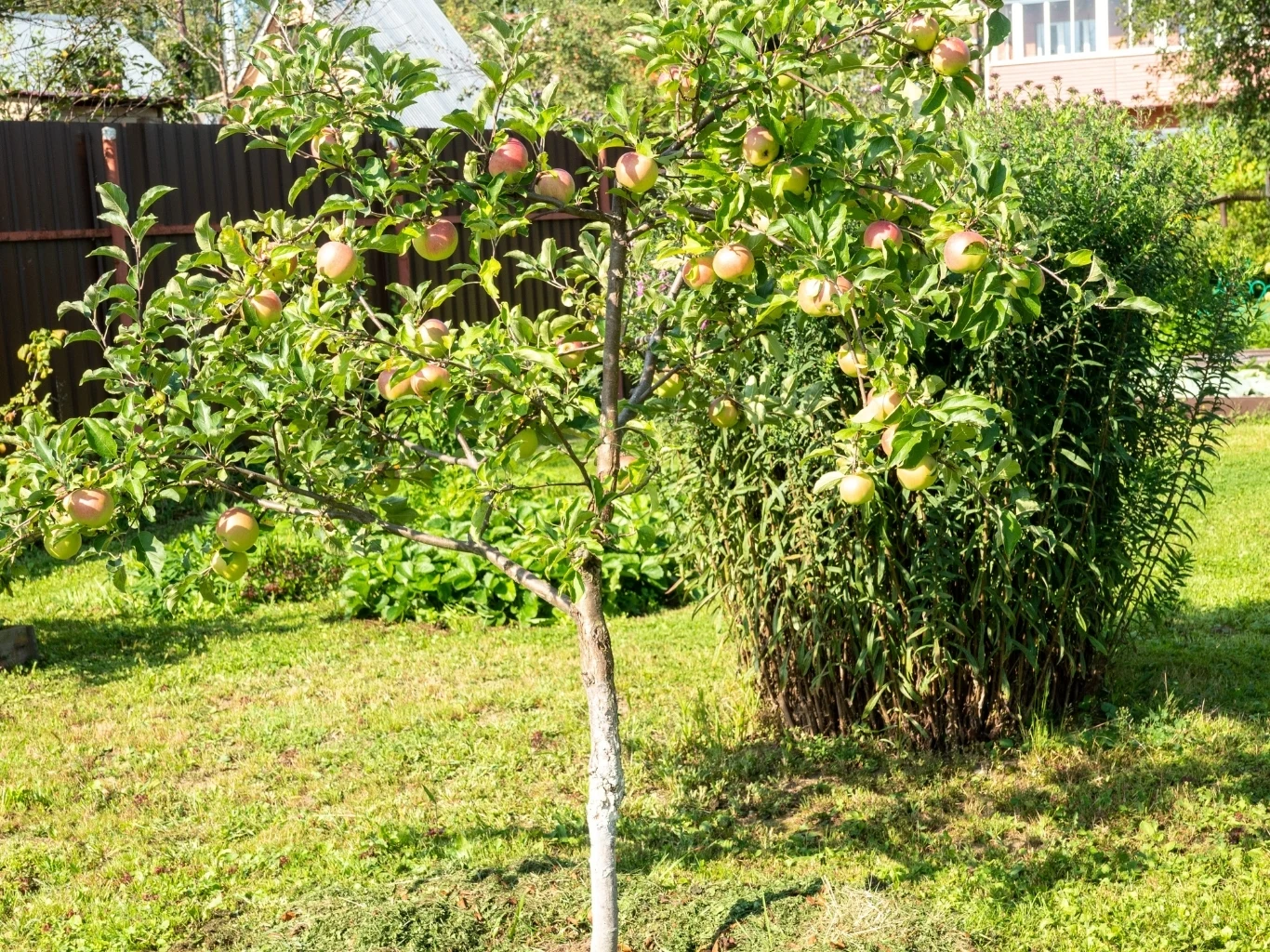 niskie drzewko jabłoni z licznymi dojrzałymi jabłkami na zielonym trawniku, w tle krzewy i ogrodzenie