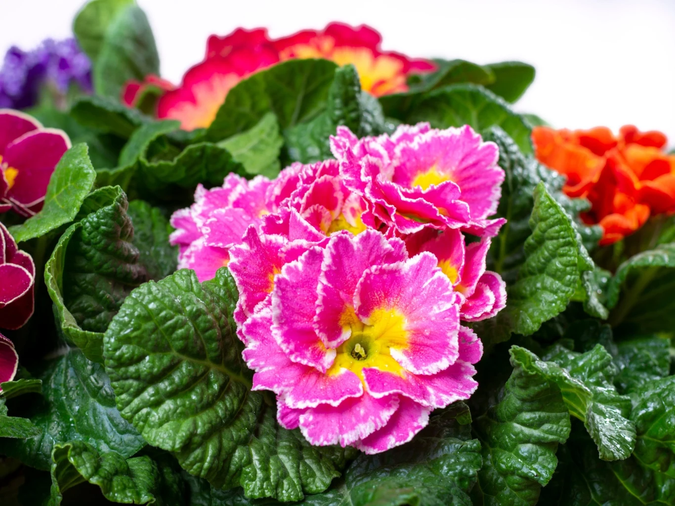 Jak dbać o prymulki doniczkowe po zakupie? Różowe kwiaty prymulki z żółtym środkiem otoczone zielonymi liśćmi. Tematycznie o uprawie i przesadzaniu prymulek.