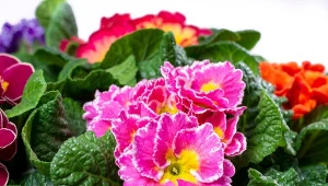 Dlaczego prymulki tracą kwiaty? Banalny błąd, który rujnuje rośliny