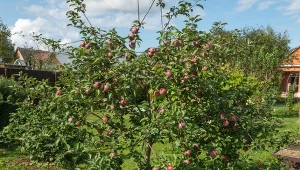 Jabłonie urosną do 2 metrów. Metoda „hiszpańskiego krzewu” 