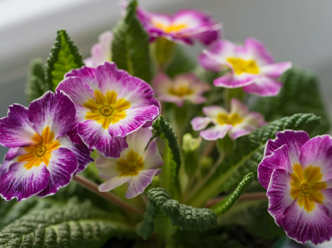 Prymulki najlepiej rosną na jasnych stanowiskach z rozproszonym światłem. Fioletowo-białe prymulki z żółtymi środkami otoczone zielonymi, pofalowanymi liśćmi. Doniczka ustawiona na parapecie w domu.