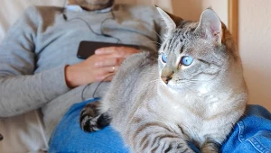 Cztery urocze zachowania kota. Oto co oznaczają 