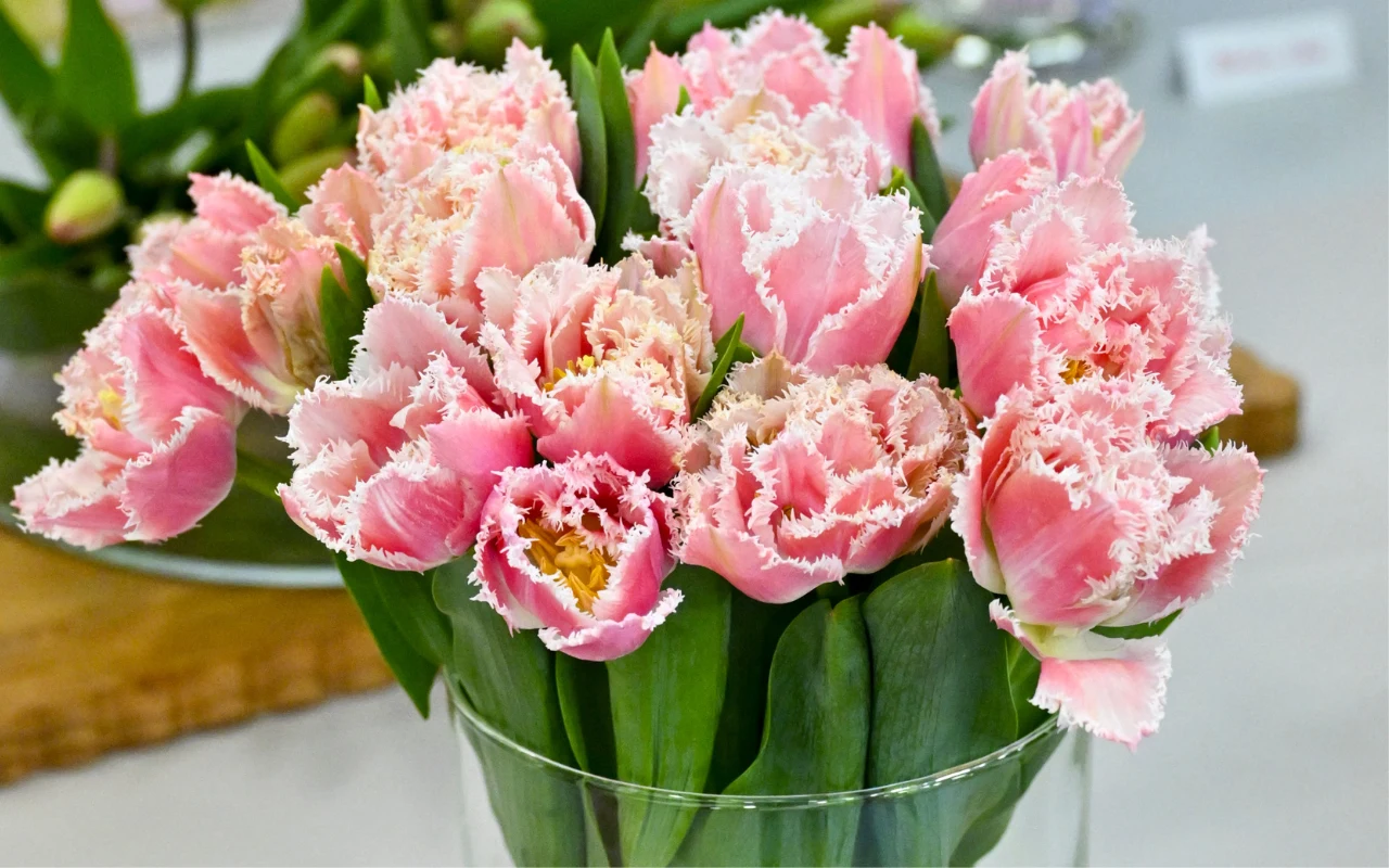 Tulipany odmiany Queensland Bukiet różowych tulipanów odmiany Queensland w przezroczystym szklanym wazonie.